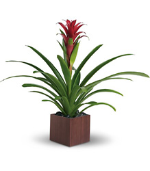Teleflora's Bromeliad Beauty from Victor Mathis Florist in Louisville, KY